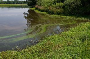 Nutrients: phosphorus and nitrogen in water